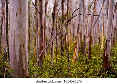 Wild Eucalyptus Forest In Australian Bush. Eucalyptus Trees In A Thick Rainforest In Katoomba, Blue Mountains, Australia. Gum Trees In A Wet, Foggy Woods With Green Undergrowth