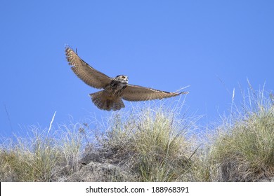 A wild Eurasian Eagle Owl (Bubo bubo) in flight over semi-desert grassland, Andalucia, Spain