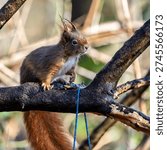 Wild eurasian red squirrel, sciurus vulgaris sitting on a tree. Little fluffy animal at Tapfheim, Bavaria in Germany