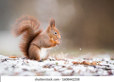 Wild Eurasian Red Squirrel, Sciurus Vulgaris, Holding A Nut In Park And Standing On Snow In Wintertime With Copy Space. Cute Animal Eating In Nature.