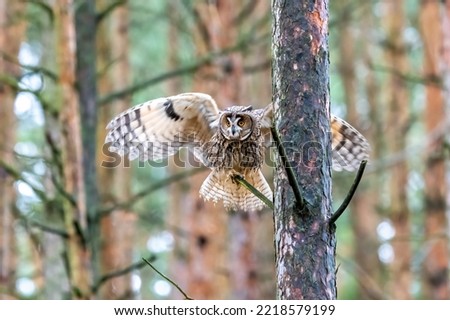 Wild Europaean Long eared Owl Asio otus, natural green forest background