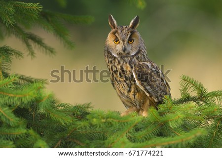 Wild Europaean Long eared Owl Asio otus, natural green forest background
