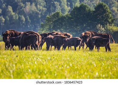 Wild european aurochs in the forest at Belovezhskaya Pushcha National Park, Belarus.
