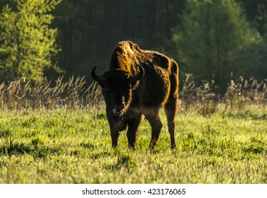 Wild European Bison Bull In Bialowieza, Poland