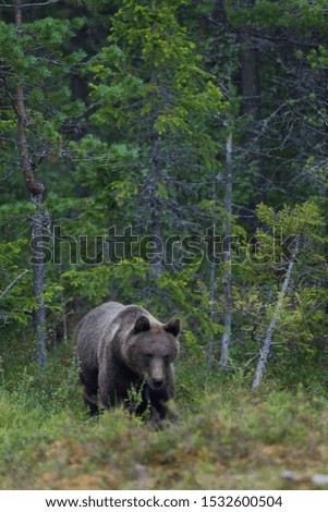 Image, Stock Photo Brown Bear Safari Hunter