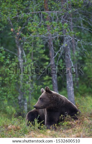 Similar – Brown Bear