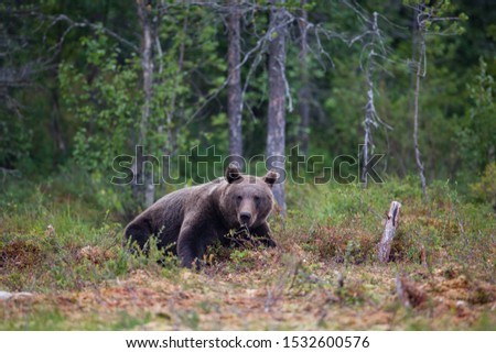 Similar – Brown Bear