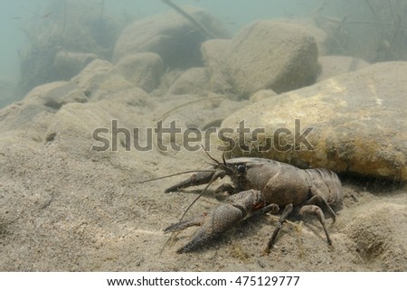 Wild European freshwater crayfish from Italy (Austropotamobius pallipes italicus): rare and endangered.  Adult female in its underwater sandy habitat.
