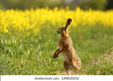 Wild European Hare ( Lepus Europaeus ) Close-Up On Green Background. - Powered by Shutterstock