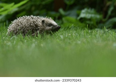 Wild European hedgehog in the garden