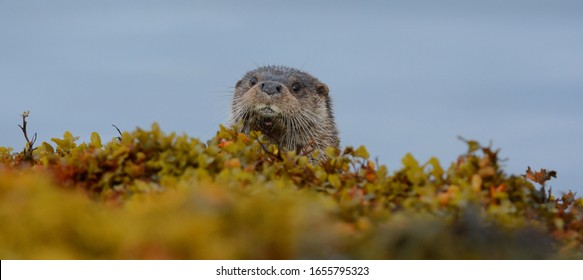 Wild European Otter On The Isle Of Mull, Scotland, UK 