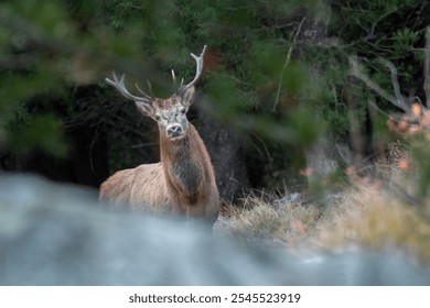 Wild european Red deer stag (Cervus elaphus) grazing in an alpine meadow on pine forest background, twilight. Alps. November. - Powered by Shutterstock