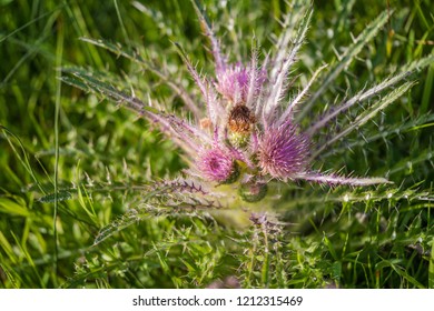 Wild Everts meadow thistle flowers bloom at the Yellowstone National Park, USA