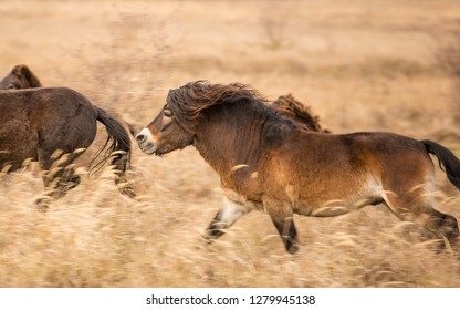 Wild Exmoor Pony Horses In Autumn Nature Habitat In Milovice, Czech Republic. Protected Animals Maintains The Environment Of Steppe Landscape. High Speed Running Herd In Motion Blur.