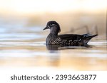 WILD FAUNA IN LAKE BAÑOLAS, COOTS, ANULADE DUCKS, MANDARIN DUCKS