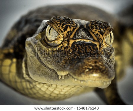 Similar – macro image of Bufo bufo head