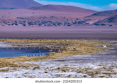 Wild fauna in the red lagoon in the bolivian altiplano - Powered by Shutterstock