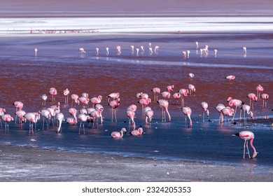 Wild fauna in the red lagoon in the bolivian altiplano - Powered by Shutterstock