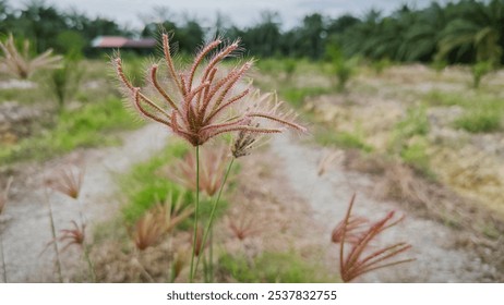 
wild feather finger grass growing along the countryside rural pathway. - Powered by Shutterstock