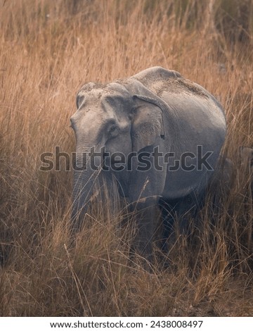 wild female asian elephant or Elephas maximus closeup drinking water or quenching thirst from ramganga river at dhikala zone of jim corbett national park forest tiger reserve uttarakhand india asia