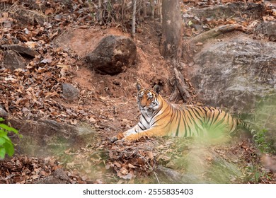 wild female bengal tiger or panthera tigris at bandhavgarh national park forest reserve madhya pradesh india. tigress sitting or resting on rock or hill in evening wildlife safari in summer season - Powered by Shutterstock