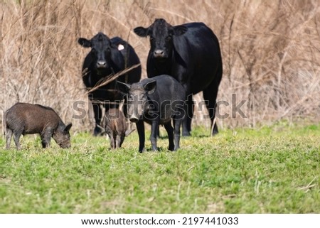 A wild female boar and her friends