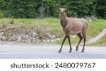 A wild female Elk crossing road in Jasper National Park, Alberta, Canada