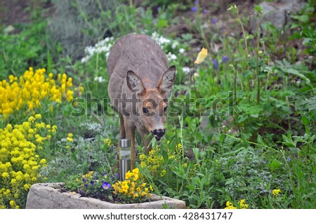 A wild female roe deer eating flowers in a garden