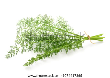 Wild fennel bunch isolated on white background