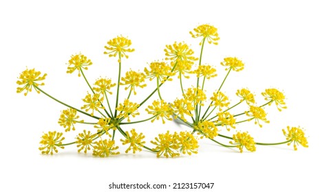 Wild fennel flowers isolated on white background