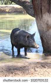 Wild Feral Black Pig In A Muddy Waterhole In Australia