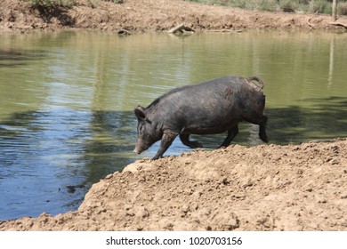 Wild Feral Black Pig In A Muddy Waterhole In Australia