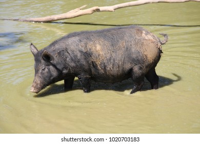 Wild Feral Black Pig In A Muddy Waterhole In Australia