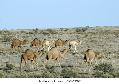 Wild Feral Camels In The Sturt Stony Desert  South Australia.