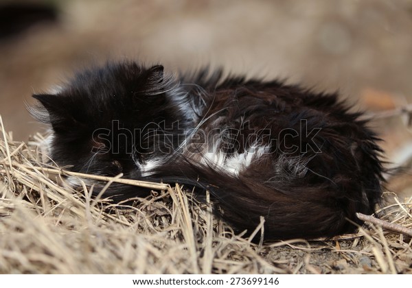 A Wild\
Feral Cat Sleeping Outside in the Warm\
Sun