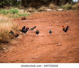 Wild And Feral Group Of Kauai Hawaii Chickens On A Red Clay Road