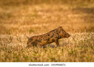 Wild Feral Hog, Pig Or Swine (sus Scrofa) Sow Running In An Open Field In Florida , Brown Spotted Young Juvenile, Evening Light Dry Meadow In Winter