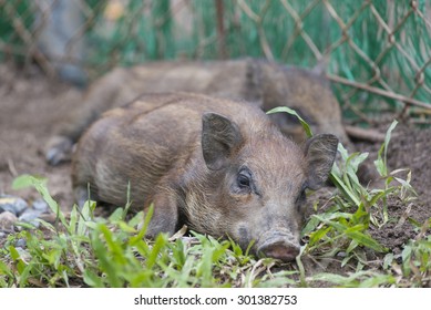 Wild Feral Pigs