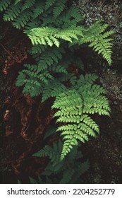 Wild Fern On Top Granite Peak Mountain In Wausau, Wisconsin