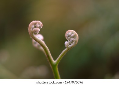 Wild Fern At The Site Road. This Fern Among The Pioneer Species At The Wet Area In Tropical Forest.  