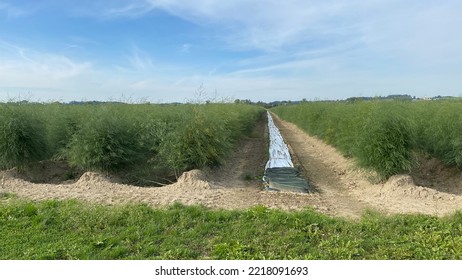 Wild Field Of Asparagus Fern