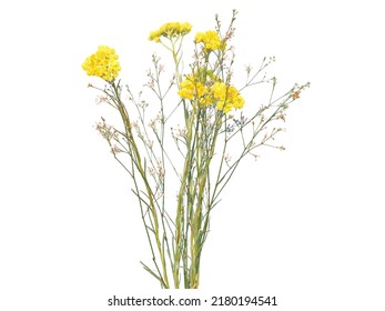 Wild field flower with yellow Dwarf everlast flower isolated on white