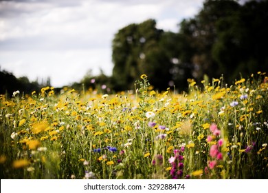 wild field of flowers