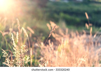 Wild field of grass on sunset, soft sun rays, warm toning, lens flares, shallow DOF