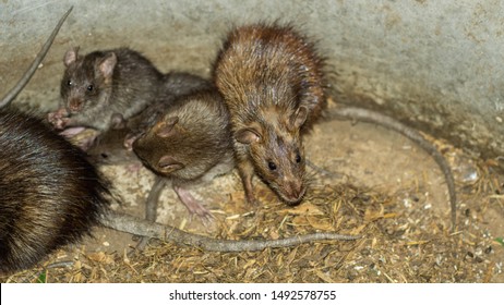 Wild Or Field Rats 