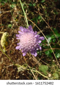 Wild Field Scabius In High Summer.