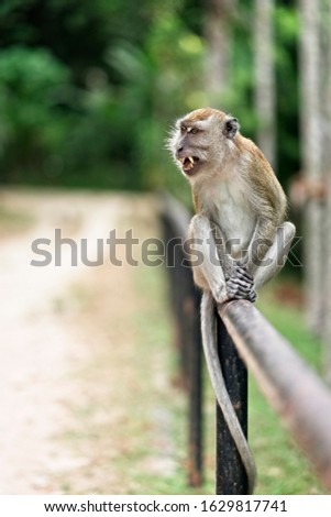 A wild fierce looking monkey at the Penang Botanical Garden sitting on a railing.