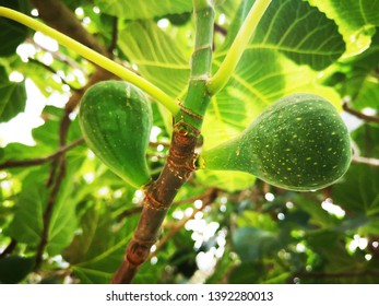 Wild Fig Tree, Ficus Carica, Prostrate Shrub