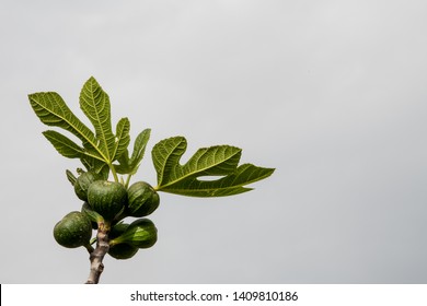 Wild Figs In The Peloponnese