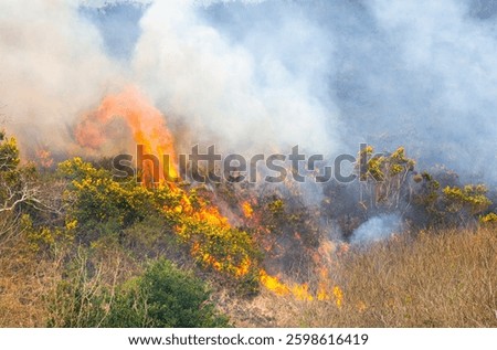 Wild fire burning through Gorse and Heather
